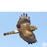 گونه سنقر خاکستری Hen Harrier